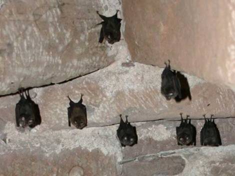 Bat Survey (3)