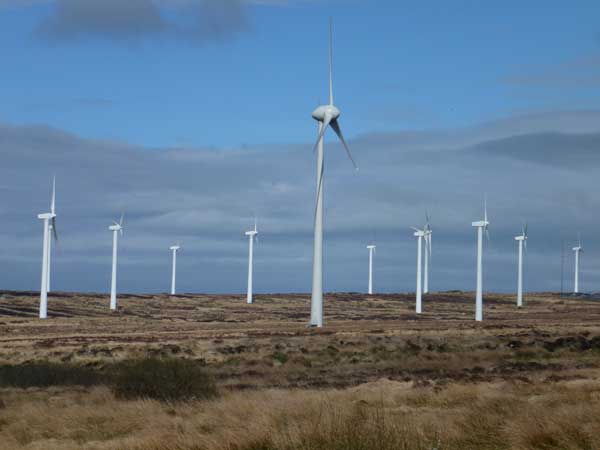 ECOFACT are bat experts - contact us at +353 61 419477