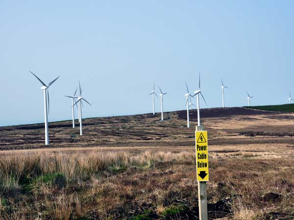 Bat Surveys Ireland (4)