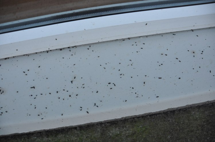 Bat droppings on window ledge at the subject house